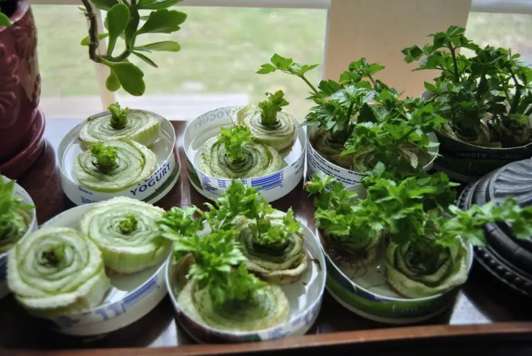 Regrow Used Veggies In Water, Don’t Throw Them Out