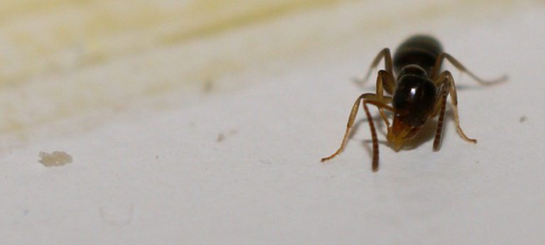 Get Rid of Ants Overnight, A Natural solution