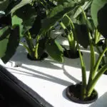 Get Started Growing Hydroponic Veggies
