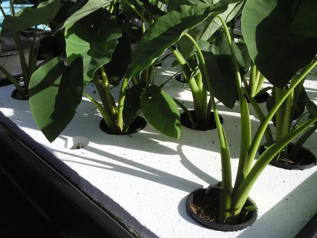 Get Started Growing Hydroponic Veggies