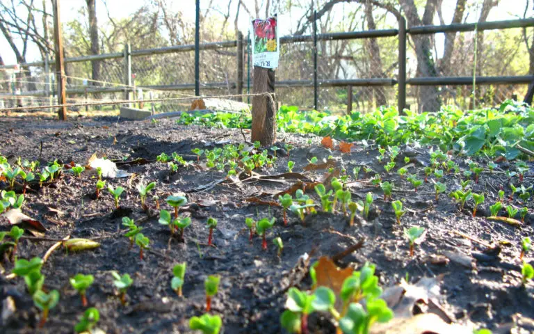 8 of the Easiest Veggies to Grow at Home