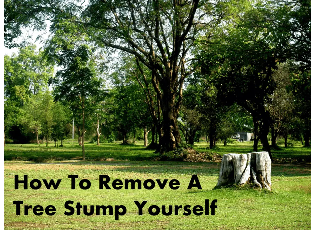 How To Remove A Tree Stump Yourself The DIY Life