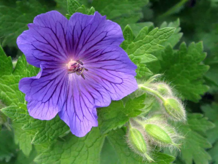 6 Plants Which Naturally Repel Mosquitoes