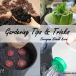 gardening-tips-and-tricks