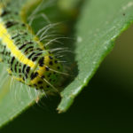 feed the caterpillars