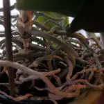 home orchid roots