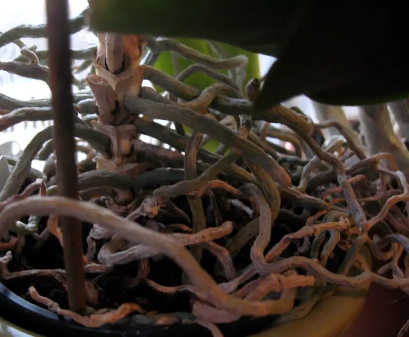 How to Keep your Orchids Alive for Years The DIY Life