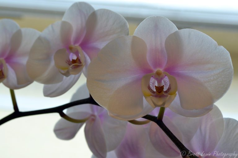 How to Keep your Orchids Alive for Years