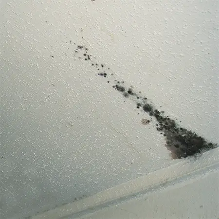 How To Get Rid Of Mould On Your Ceiling The Diy Life - How To Remove Mould From A Bathroom Ceiling