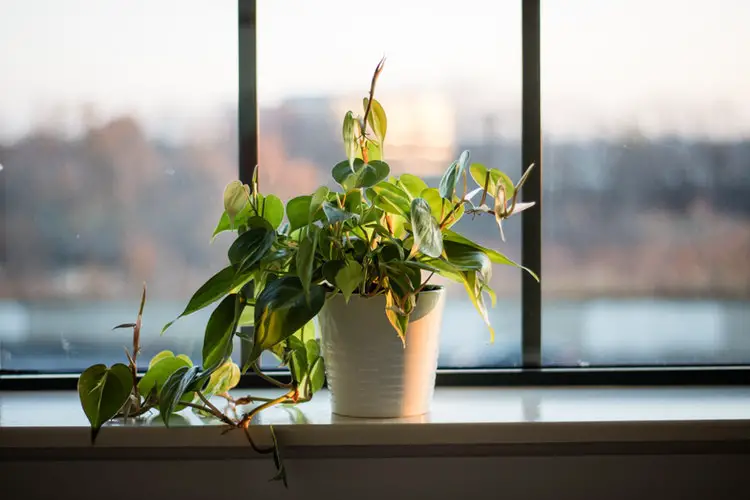 How To Keep Your Plants Alive When You're On Vacation