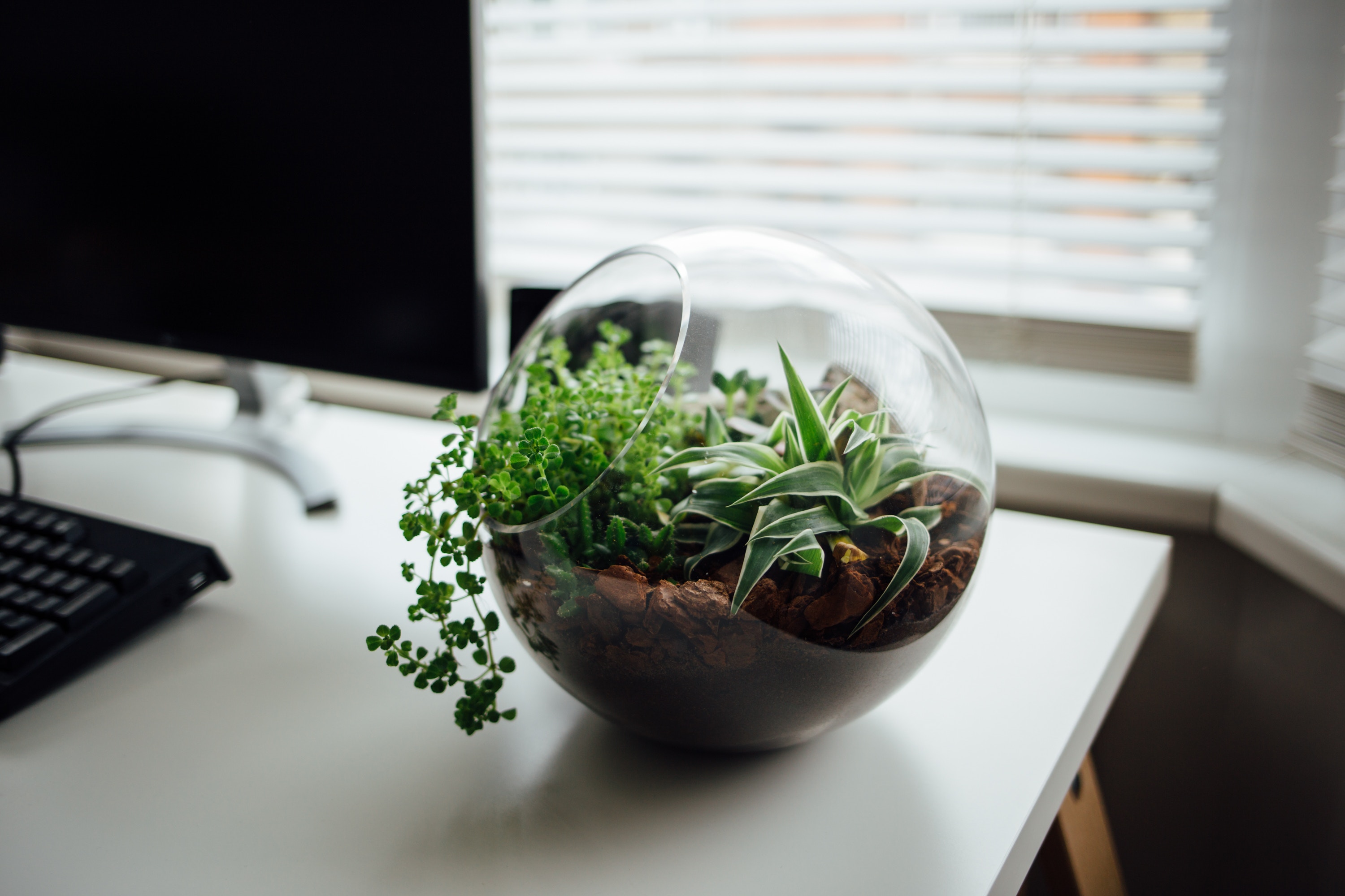The Absolute Beginners’ Guide to Making Your Own Terrarium