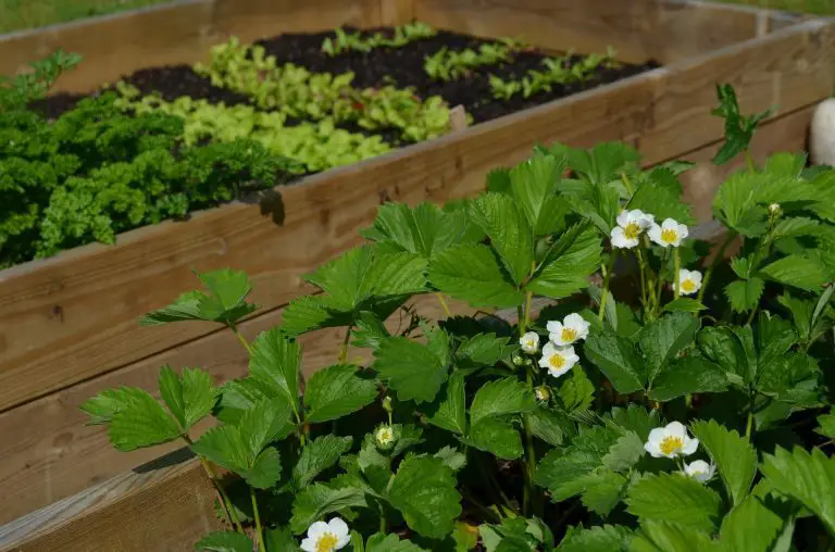 Small Space Gardening – All You Need To Know To Grow Your Own Veggies & Plants