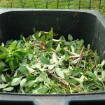 Choosing Or Making A Composter