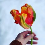 Herbal Pillows & Potpourri