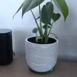 Plant On Shelf
