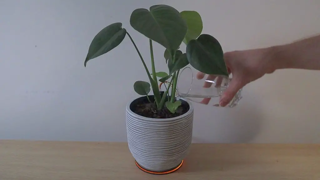 Watering Indoor Plant