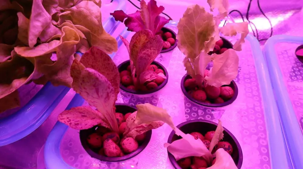 Grow Light On Lettuce