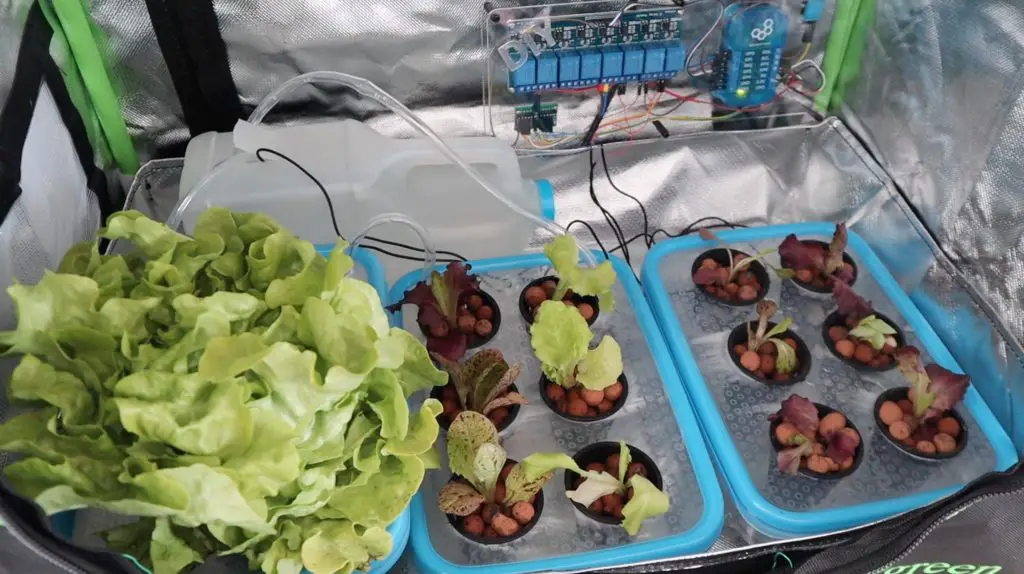 Lettuce Growing In Hydroponic Grow Bed